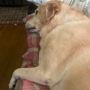 Meet your Posher, Nikki